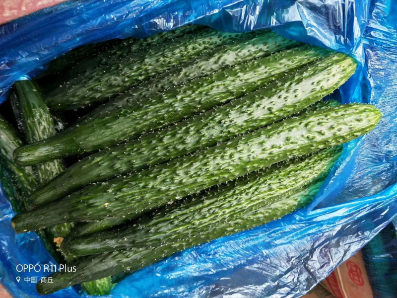 【精品】密刺黄瓜干花带刺有需要联系我新鲜黄瓜欢迎咨询