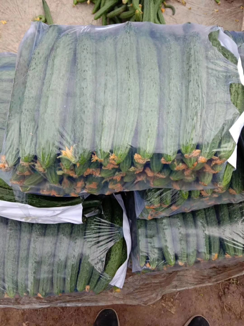 【精品】密刺黄瓜干花带刺有需要联系我新鲜黄瓜欢迎咨询