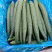 【精品】密刺黄瓜干花带刺有需要联系我新鲜黄瓜欢迎咨询