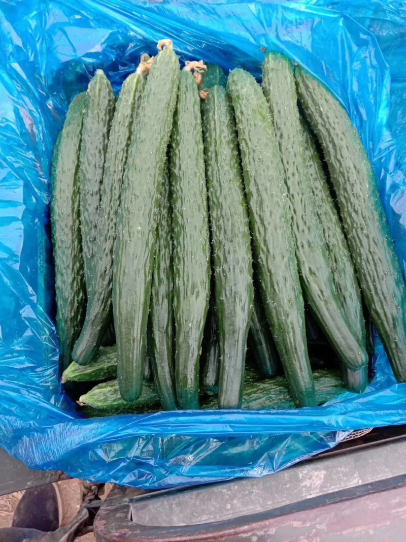 【精品】密刺黄瓜干花带刺有需要联系我新鲜黄瓜欢迎咨询