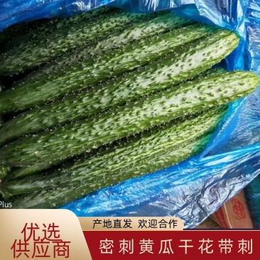 【精品】密刺黄瓜干花带刺有需要联系我新鲜黄瓜欢迎咨询