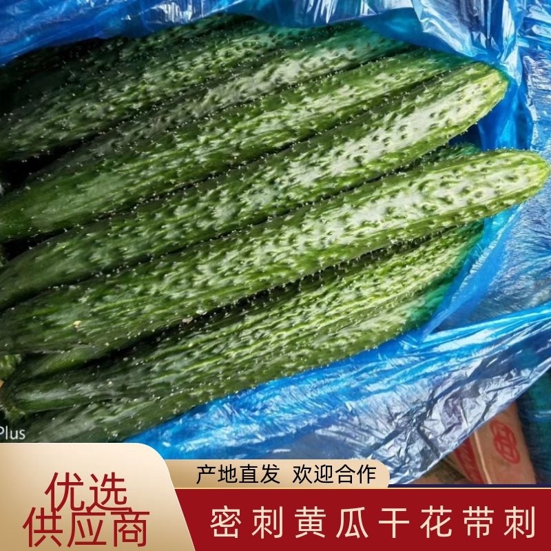 【精品】密刺黄瓜干花带刺有需要联系我新鲜黄瓜欢迎咨询