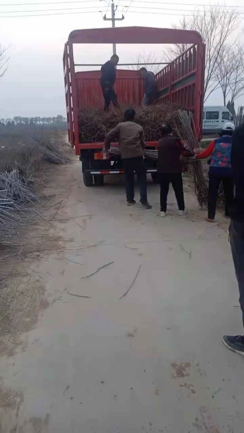 樱桃苗成活率高协助装车技术指导全国发货