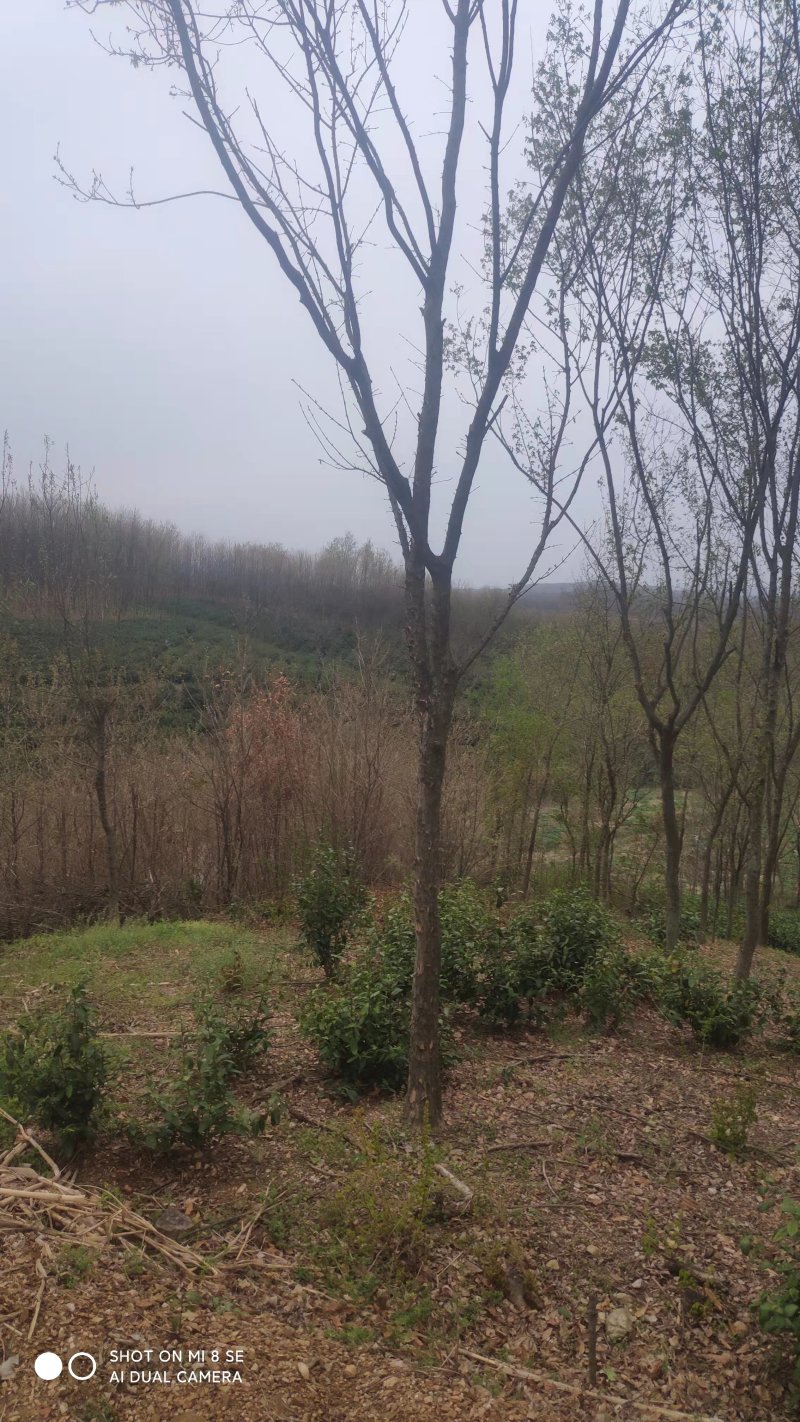 三角枫树苗安徽苗木基地直供货量充足品质保证欢迎联系