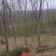 三角枫树苗安徽苗木基地直供货量充足品质保证欢迎联系