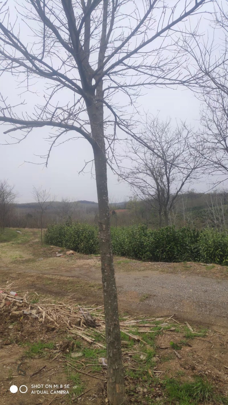 三角枫树苗安徽苗木基地直供货量充足品质保证欢迎联系