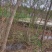 三角枫树苗安徽苗木基地直供货量充足品质保证欢迎联系