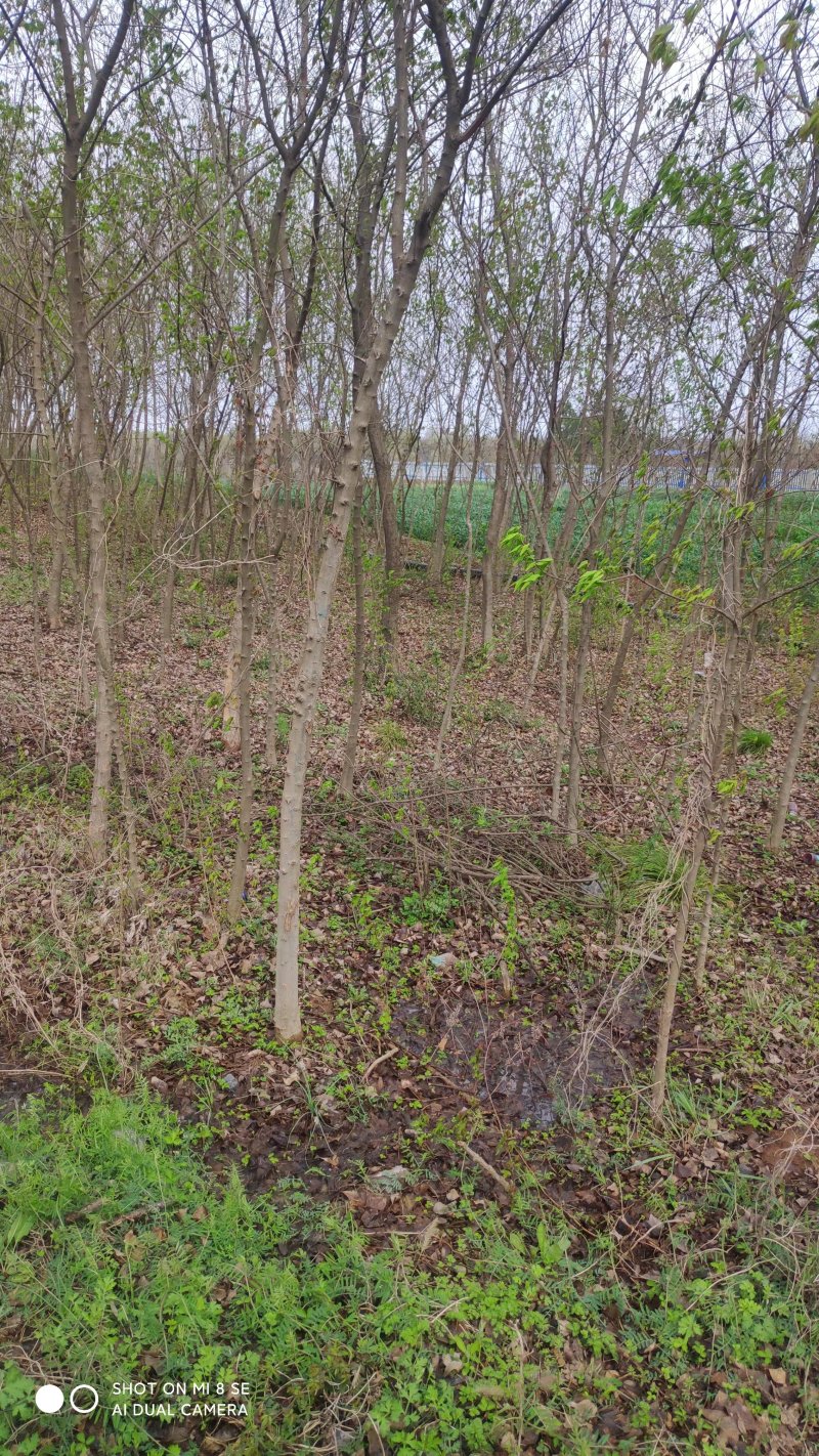 三角枫树苗安徽苗木基地直供货量充足品质保证欢迎联系