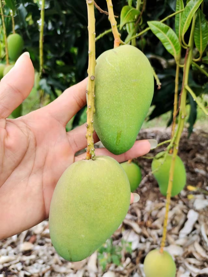 芒果海南小台芒口感好很甜现摘现发包邮自然熟各种规格一件发
