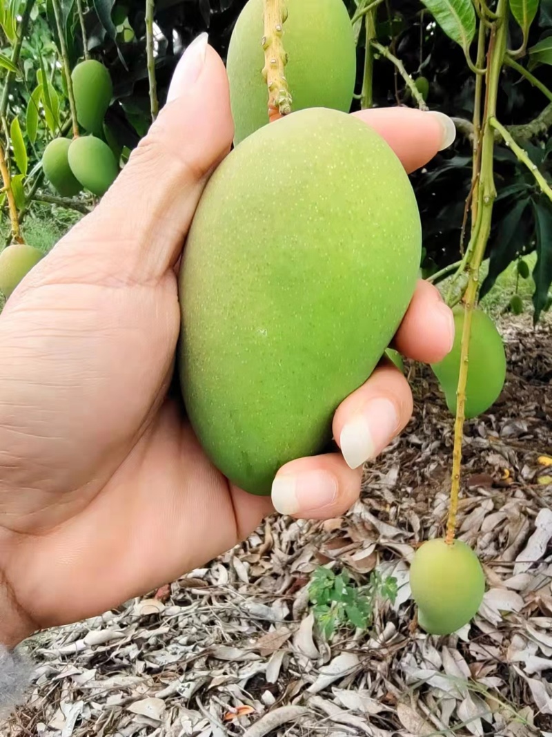 芒果海南小台芒口感好很甜现摘现发包邮自然熟各种规格一件发
