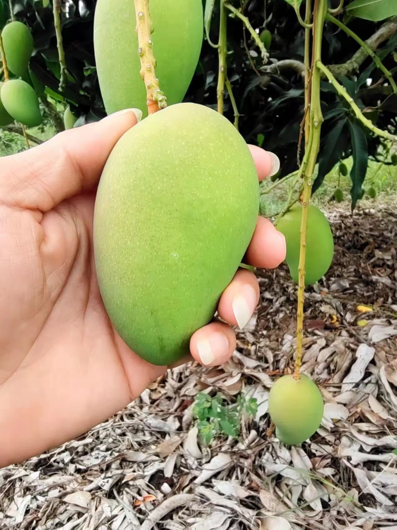 芒果海南小台芒口感好很甜现摘现发包邮自然熟各种规格一件发