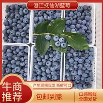 云南自带花果香蓝莓，一手货源，基地直发冷链直达