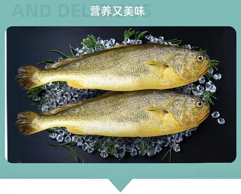 霞浦特产新鲜冷冻大黄鱼250-600g／条批发代发