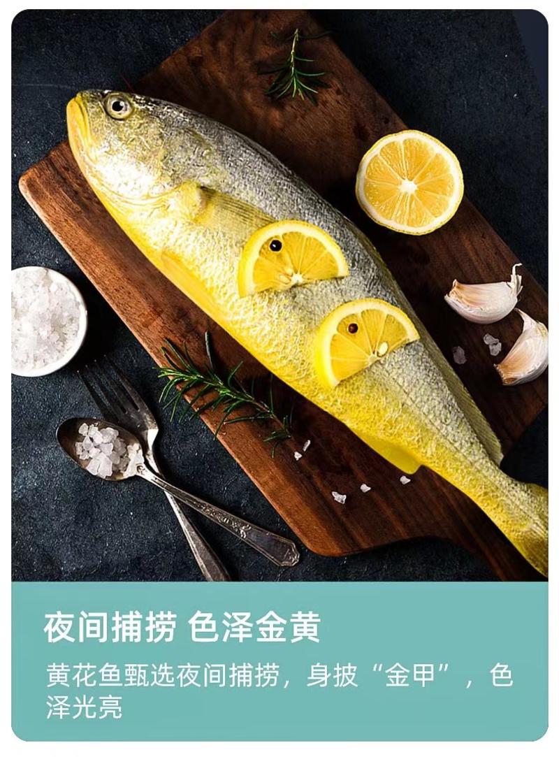 霞浦特产新鲜冷冻大黄鱼250-600g／条批发代发
