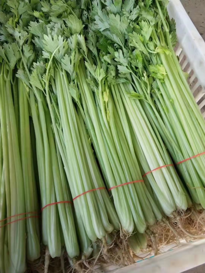 【精品】芹菜基地直供品质保证全国发货欢迎联系