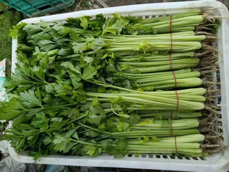 【精品】芹菜基地直供品质保证全国发货欢迎联系