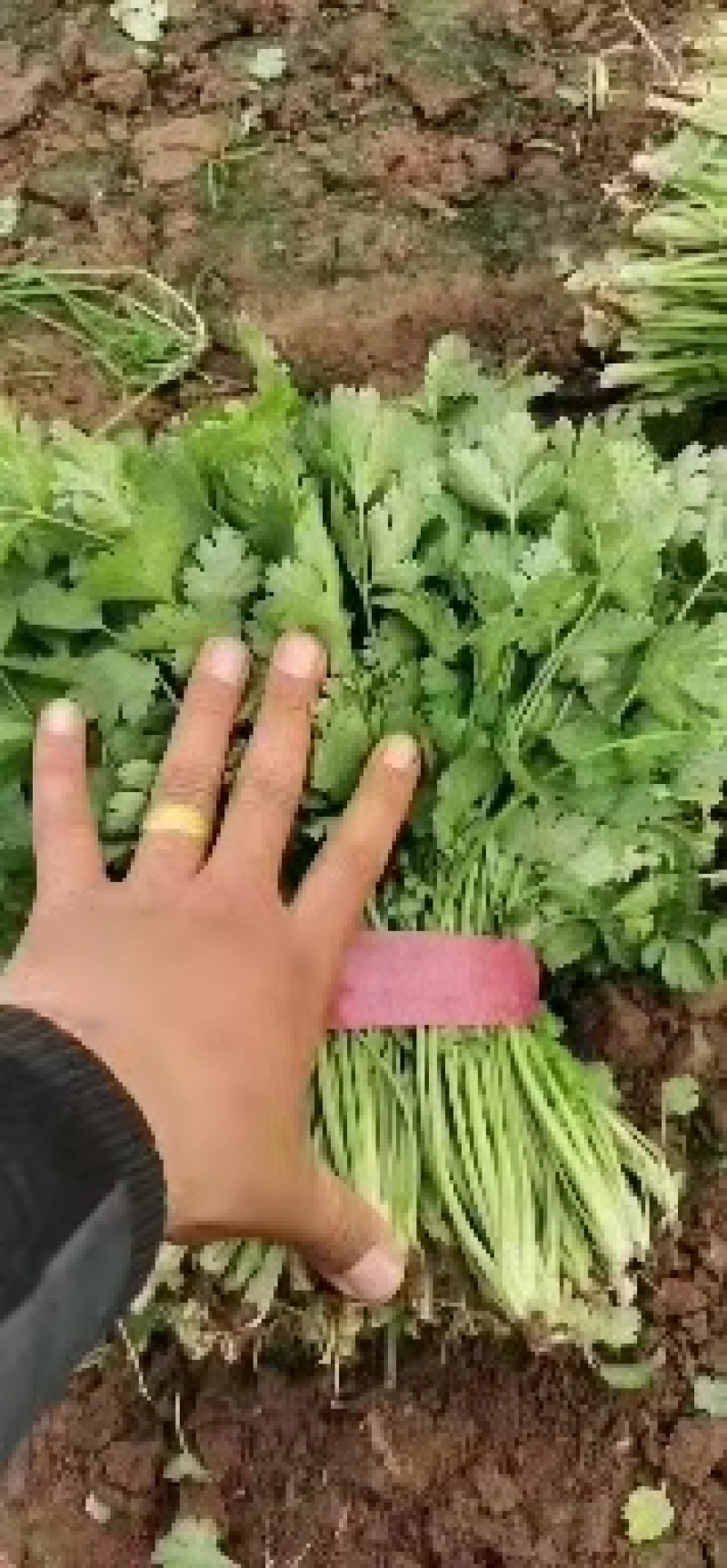 精品香菜！一手货源！地头装车欢迎各地老板前来选购