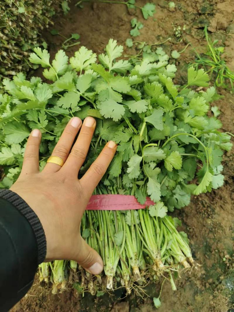 精品香菜！一手货源！地头装车欢迎各地老板前来选购