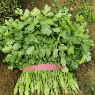 精品香菜！一手货源！地头装车欢迎各地老板前来选购