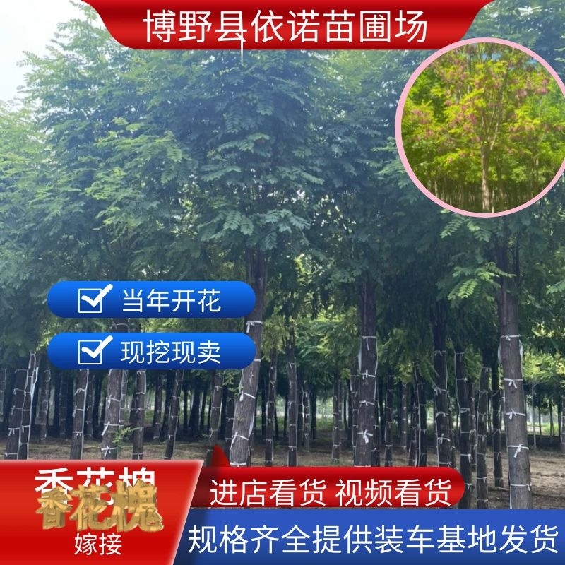 【当季热销】香花槐嫁接香花槐8-15公分大量出售全国发货