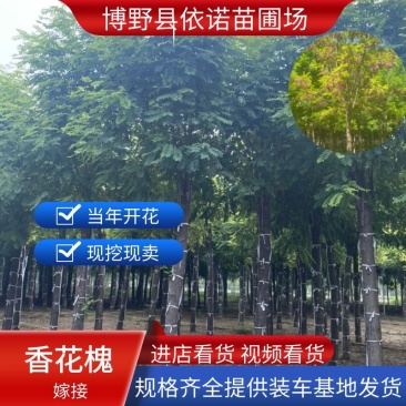 【当年开花】香花槐嫁接规格齐全物美价廉提供技术