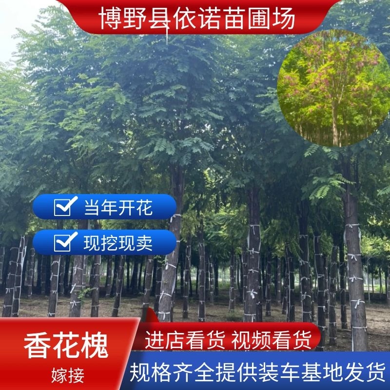 【当年开花】香花槐嫁接规格齐全物美价廉提供技术