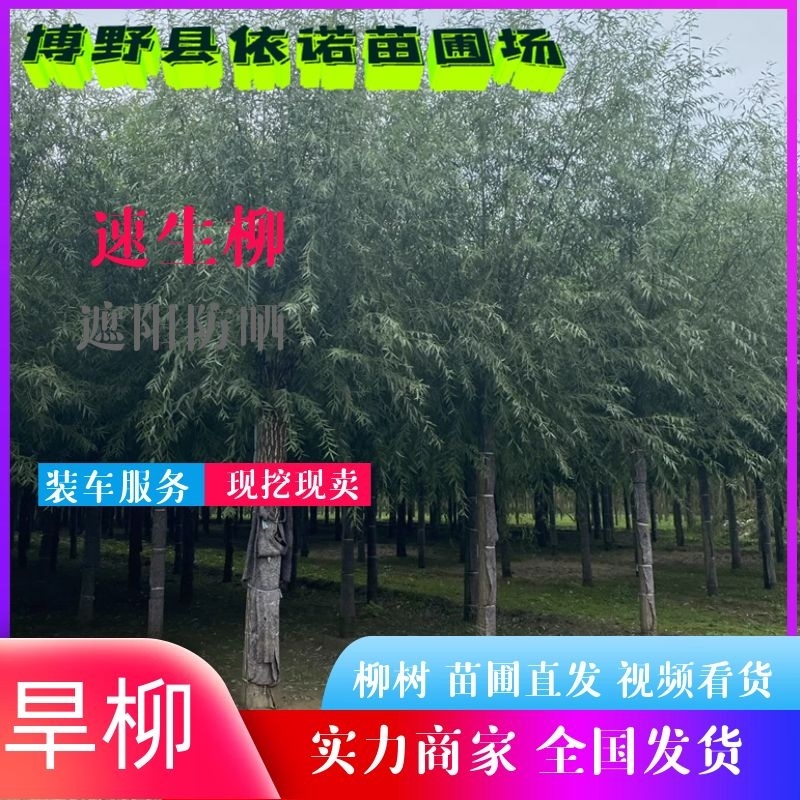【当季热卖】旱柳馒头柳8-20公分大量供应中、服务好