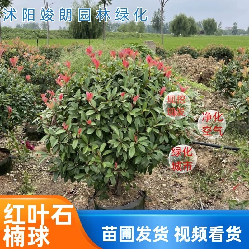 【红叶石楠球】造型精美提供修剪技术基地直销