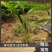 蒲葵散尾葵自有基地批发园林工程苗蒲葵价格
