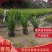 基地直供肾蕨排骨草庭院园林绿化苗木工程苗