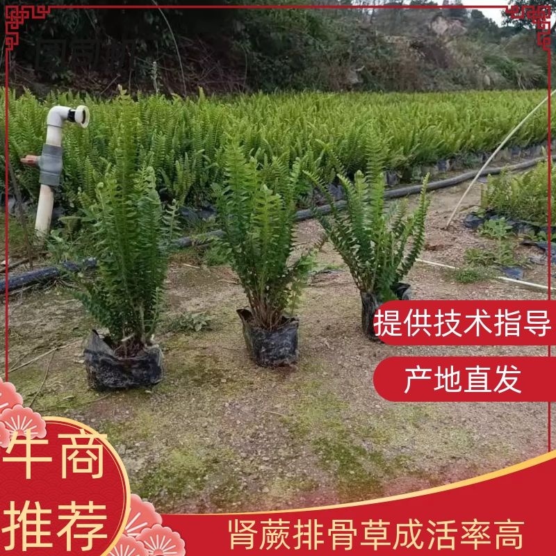 基地直供肾蕨排骨草庭院园林绿化苗木工程苗
