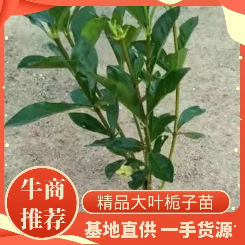 大叶栀子大袋高度35-50公分园林绿化工程苗木地被
