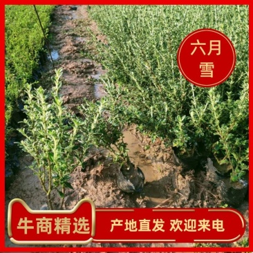 基地直批金边六月雪农户直批成活率高耐寒