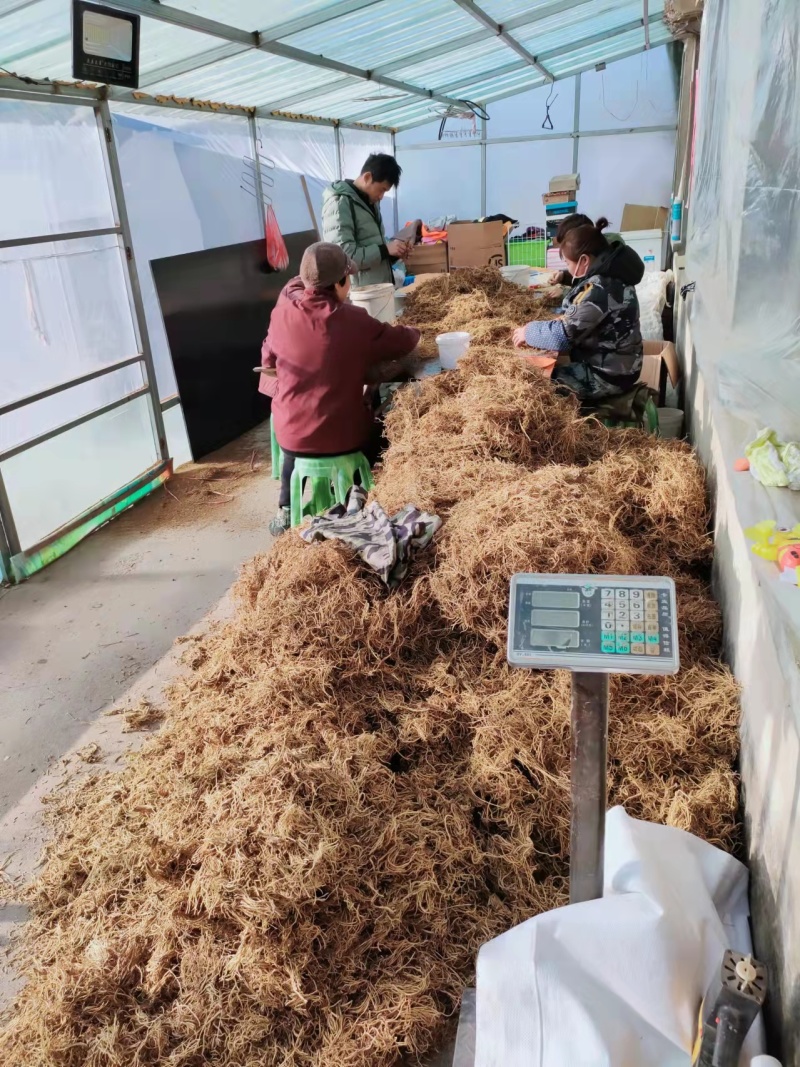 中药才种植基地乌龙头苗子，新种子刺嫩芽苗诚信经营