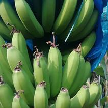 【精品】香蕉口感软糯香甜基地直发全国发货