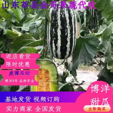 山东莘县博洋甜瓜大量上市货源充足，诚信代收，商超对接，
