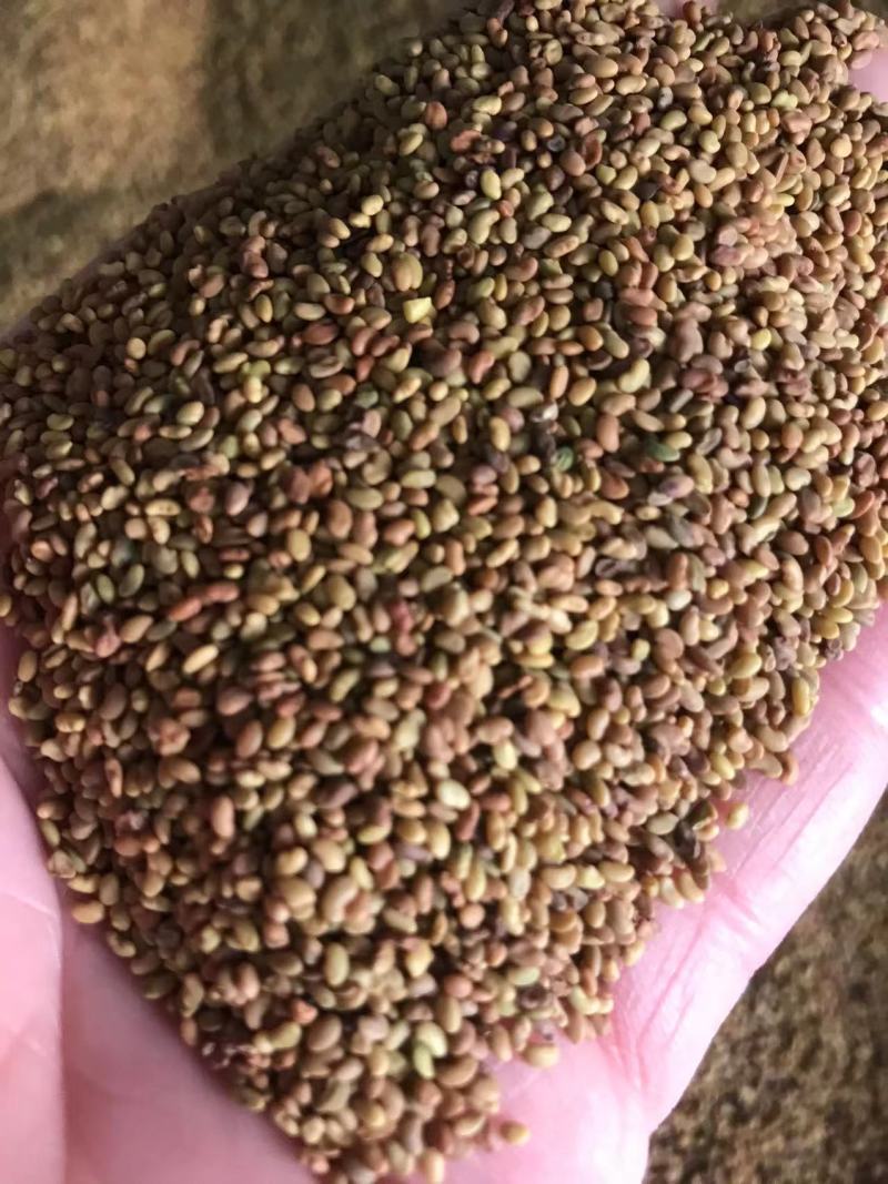 紫花苜蓿草种籽多年生牧草种子四季养殖喂羊牛鸡鸭鹅草鱼牧草