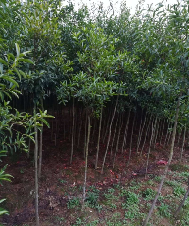 大量2-3公分杜英苗供应现挖现发大型造林苗基地