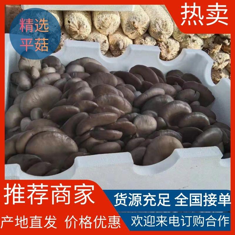 【精选】河北鲜平菇蘑菇质优价廉一手货源全国代收