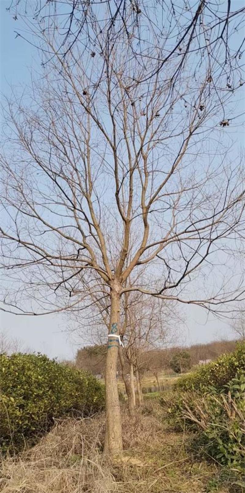 18公分20公分乌桕树价格，基地批发价