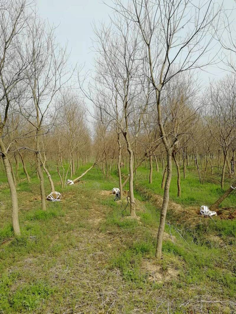 8公分9公分10公分乌桕树大量出圃