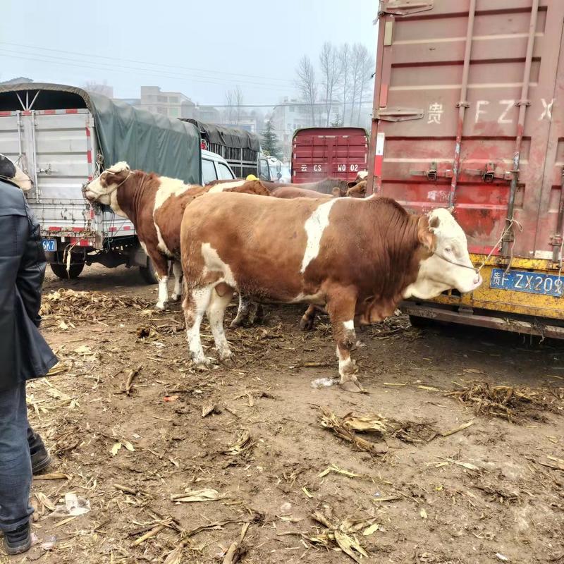 贵州正宗西门塔尔牛品相好抗病毒能力强视频看货包运输包回收