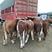 贵州正宗西门塔尔牛品相好抗病毒能力强视频看货包运输包回收