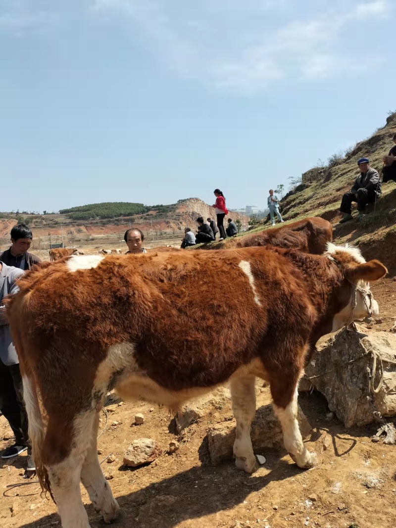 牛犊养殖基地自养自销自由挑选抗病强质量保障包成活包技术