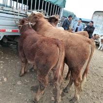 牛犊养殖基地自养自销自由挑选抗病强质量包成活包技术
