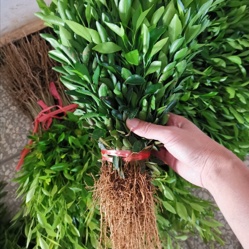 橘子苗橘子小苗嫁接品种苗枳壳实生苗柑橘嫁接砧木苗