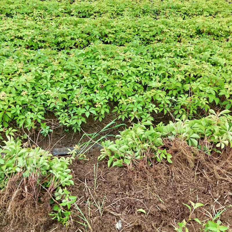 爬山虎爬藤植物四季易活户外三叶爬墙虎树苗盆栽室外花卉藤蔓