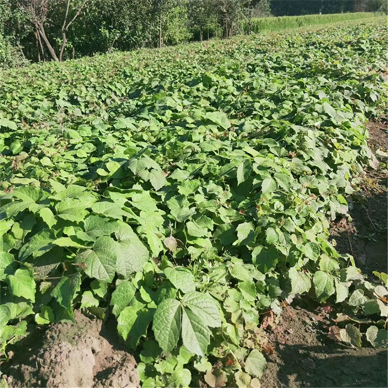 爬山虎爬藤植物四季易活户外三叶爬墙虎树苗盆栽室外花卉藤蔓