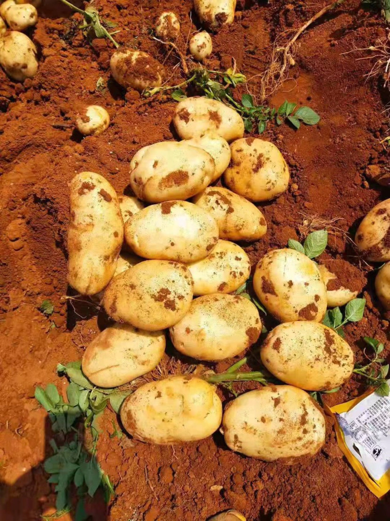 丽薯6号土豆精品4两以上大量现货产地直销量大从优欢迎咨询