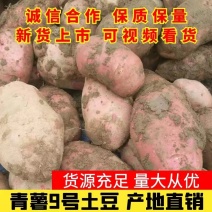 青薯9号土豆颜色红口感好量大从优旱地不烂产地直销欢迎实地考察